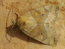 Attēlu rezultāti vaicājumam “Cosmia trapezina”