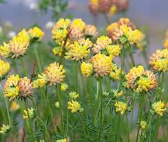 Attēlu rezultāti vaicājumam “Anthyllis arenaria”