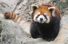 「山田桐生」の画像検索結果