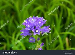 Attēlu rezultāti vaicājumam “Campanula cervicaria flower”