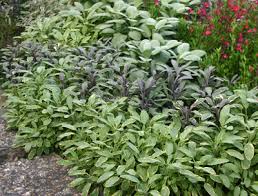 Image result for Salvia officinalis