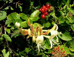 Attēlu rezultāti vaicājumam “Lonicera caprifolium fruit”