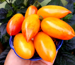 Afbeeldingsresultaat voor blushing yellow tomato