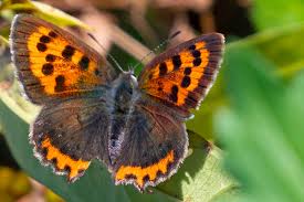 Attēlu rezultāti vaicājumam “Lycaena phlaeas underside”