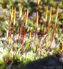 Attēlu rezultāti vaicājumam “Polytrichum piliferum sporophyte”