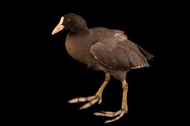 Attēlu rezultāti vaicājumam “Fulica atra”