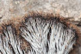 Attēlu rezultāti vaicājumam “Gloiodon strigosus”