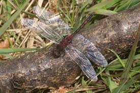 Attēlu rezultāti vaicājumam “Leucorrhinia dubia male”
