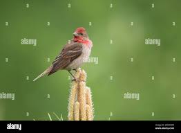 Attēlu rezultāti vaicājumam “Carpodacus erythrinus adult”
