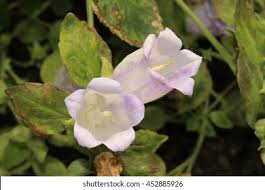 Image result for Campanula formanekiana