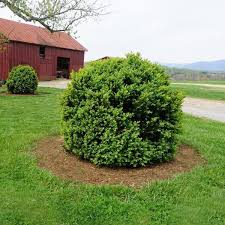 Attēlu rezultāti vaicājumam “Buxus sempervirens”