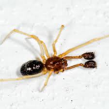 Attēlu rezultāti vaicājumam “Neottiura bimaculata female”