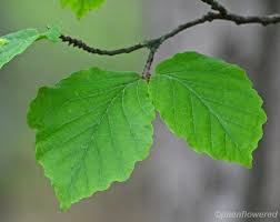 Attēlu rezultāti vaicājumam “Hamamelis virginiana leaf”