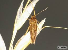 Attēlu rezultāti vaicājumam “Scythrididae”