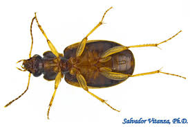 Attēlu rezultāti vaicājumam “Carabidae”