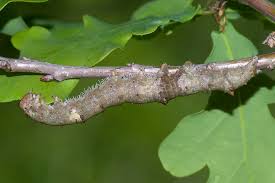 Attēlu rezultāti vaicājumam “Catocala sponsa”