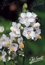 Attēlu rezultāti vaicājumam “Polemonium caeruleum flower”