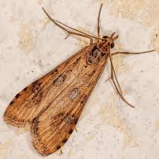 Attēlu rezultāti vaicājumam “Nomophila noctuella”