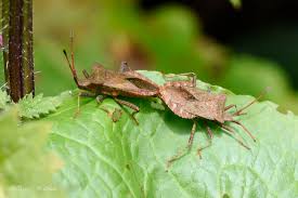 Attēlu rezultāti vaicājumam “Coreus marginatus imago”