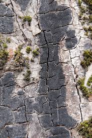 Attēlu rezultāti vaicājumam “Anthostoma decipiens”