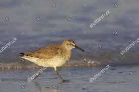 Attēlu rezultāti vaicājumam “Calidris canutus adult”