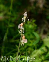 Attēlu rezultāti vaicājumam “Epipogium aphyllum”