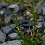 Attēlu rezultāti vaicājumam “Carex capillaris fruit”