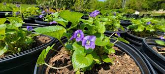 Attēlu rezultāti vaicājumam “Viola sororia”