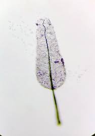 Attēlu rezultāti vaicājumam “Stemonitopsis typhina var. similis spores”