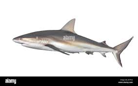 Image result for Carcharhinus perezii