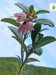 Attēlu rezultāti vaicājumam “Vaccinium vitis-idaea”