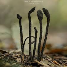 Attēlu rezultāti vaicājumam “Oligonema sp.”