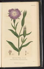 Image result for Agrostemma githago