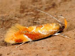 Attēlu rezultāti vaicājumam “Epicallima formosella”