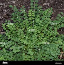Attēlu rezultāti vaicājumam “Pimpinella saxifraga”