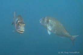 Image result for Sparus aurata