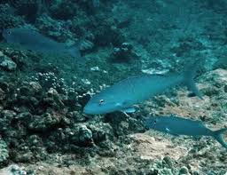 Image result for Aprion virescens