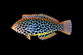 Attēlu rezultāti vaicājumam “Lophozia laxa macro”