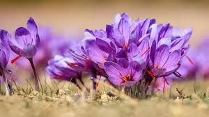 Attēlu rezultāti vaicājumam “Crocus vernus subsp. vernus flower”