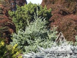 Attēlu rezultāti vaicājumam “Larix”