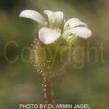 Attēlu rezultāti vaicājumam “Saxifraga tridactylites flower”