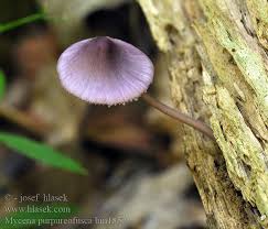 Attēlu rezultāti vaicājumam “Mycena purpureofusca”