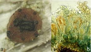 Attēlu rezultāti vaicājumam “Thelopsis rubella”