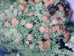 Attēlu rezultāti vaicājumam “Trapeliopsis granulosa”