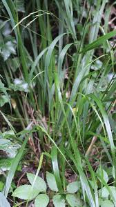 Attēlu rezultāti vaicājumam “Festuca altissima flower”
