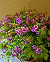 Attēlu rezultāti vaicājumam “Lathyrus vernus bud”