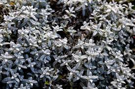 Attēlu rezultāti vaicājumam “Cerastium tomentosum leaf”