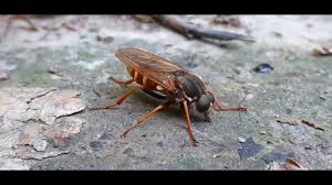 Attēlu rezultāti vaicājumam “Therevidae larva”