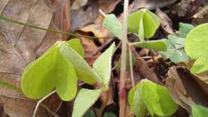 Attēlu rezultāti vaicājumam “Oxalis acetosella leaf”