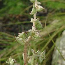 Attēlu rezultāti vaicājumam “Atriplex littoralis”